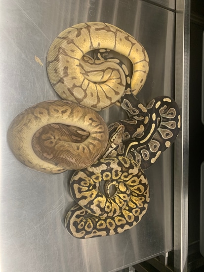 Breeder Package Ball Python by Smiling Jim’s Constrictors