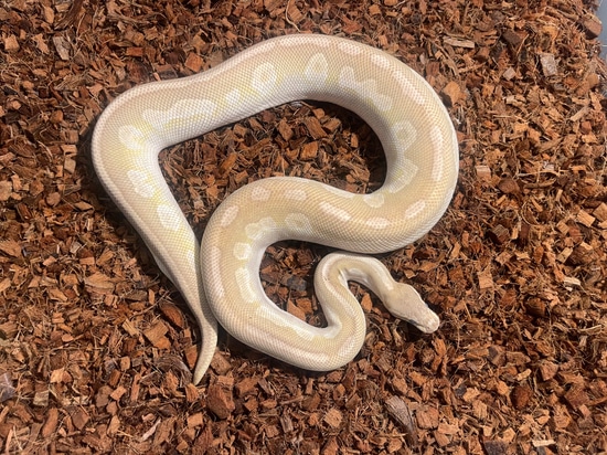 Mojave Special Ball Python by Smiling Jim’s Constrictors