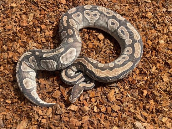 Mojave Ball Python by Smiling Jim’s Constrictors