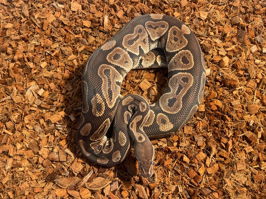 Huffman Ball Python by Smiling Jim’s Constrictors
