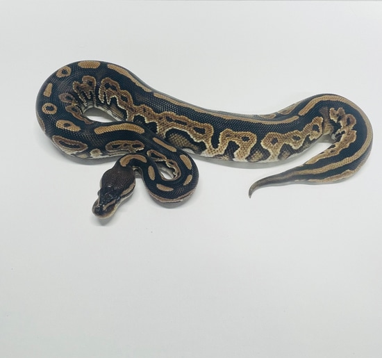 Cinnamon Het Pied Ball Python by Smiling Jim’s Constrictors
