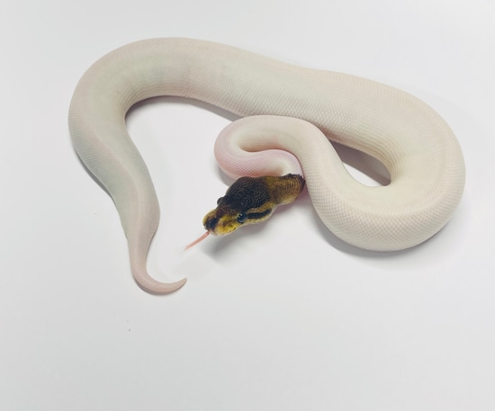 Cinnamon Pied Ball Python by Smiling Jim’s Constrictors
