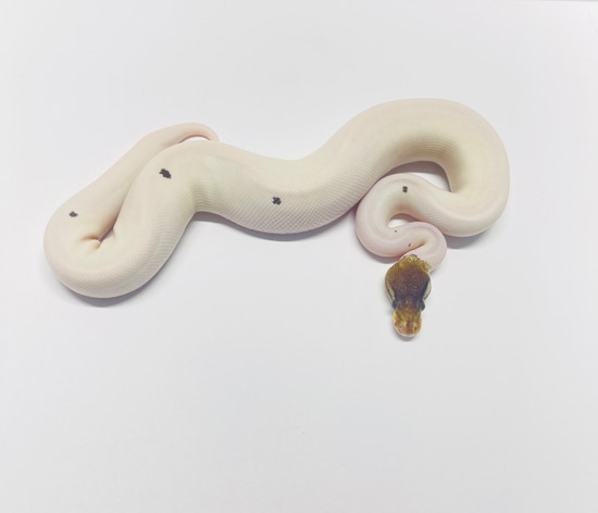 Pewter Pied Ball Python by Smiling Jim’s Constrictors