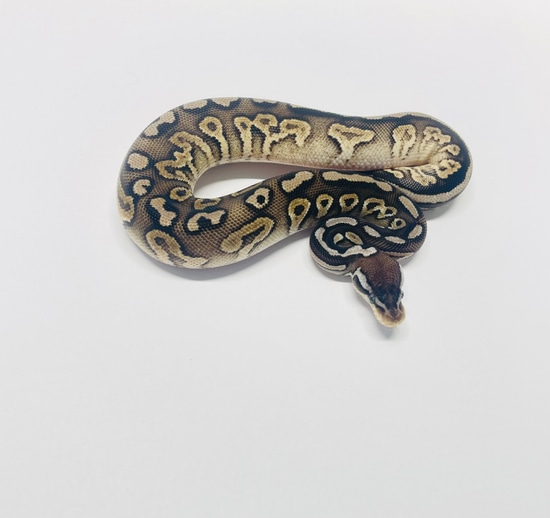 Pewter Het Pied Ball Python by Smiling Jim’s Constrictors