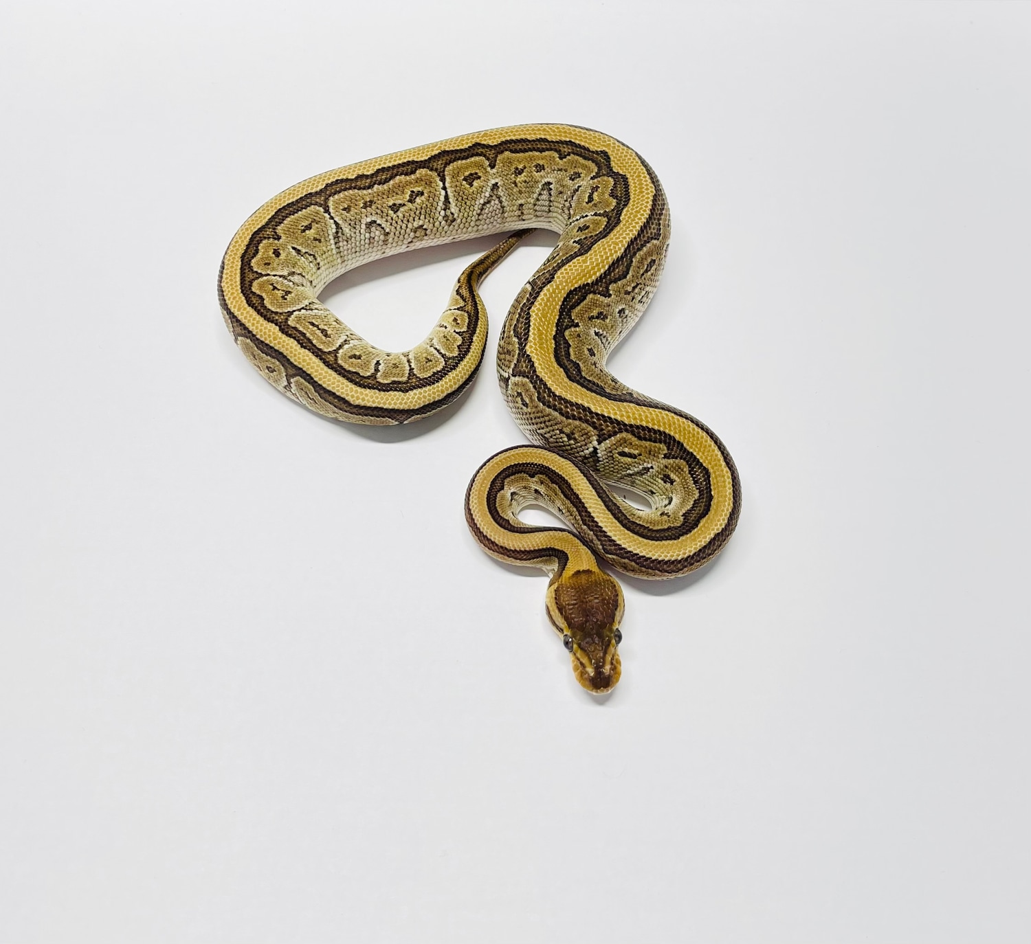 Pinstripe Mojave Ball Python by Reptile Jim's MorphMarket