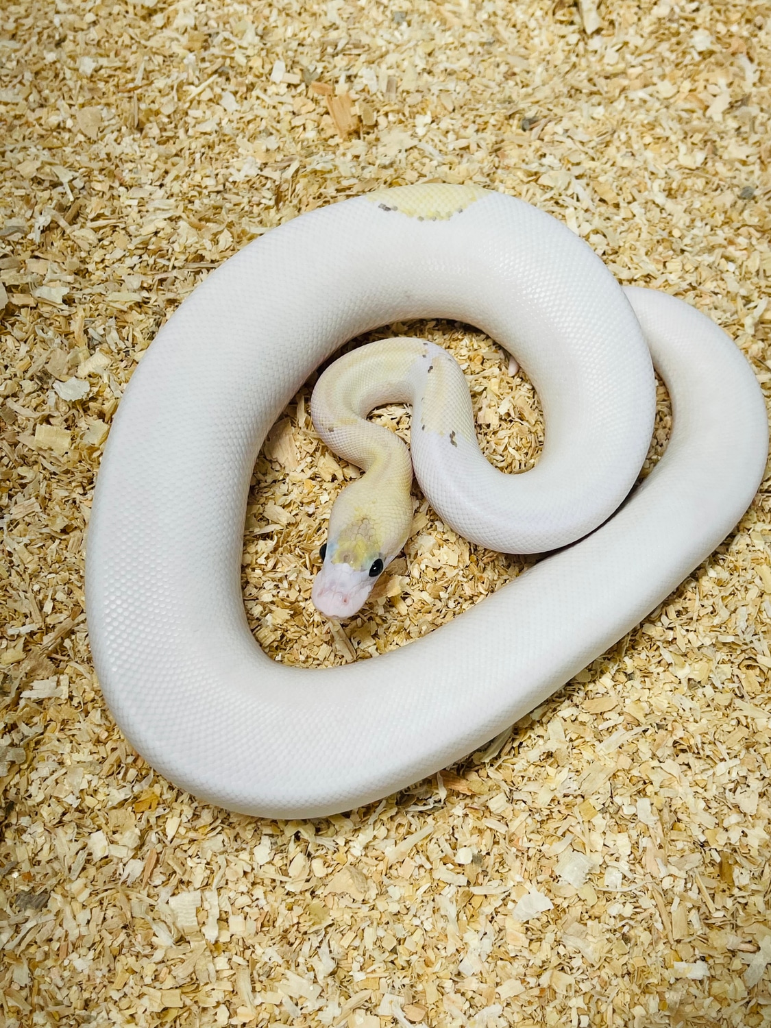 Champagne Cinnamon Fire Pastel Piebald Ball Python by Smiling Jim’s ...