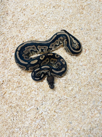 Cinnamon Het Piebald Ball Python by Smiling Jim’s Constrictors