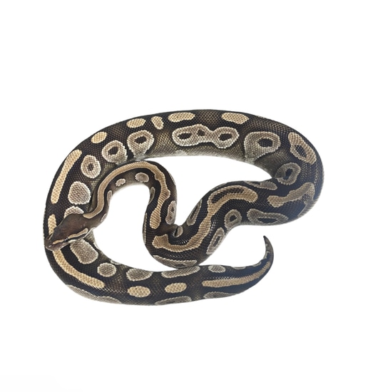 Proven Mojave BP-2016-2 Ball Python by Smiling Jim’s Constrictors
