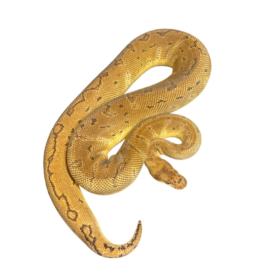 FREE SHIPPING Proven Breeder Pinstripe Clown Ball Python by Smiling Jim ...