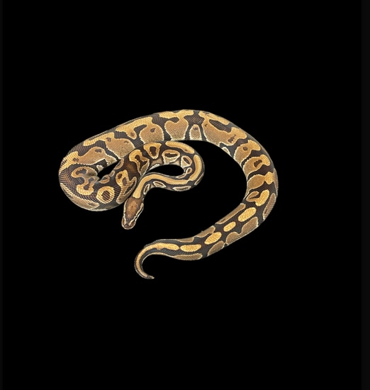 Import Ball Python by Smiling Jim’s Constrictors