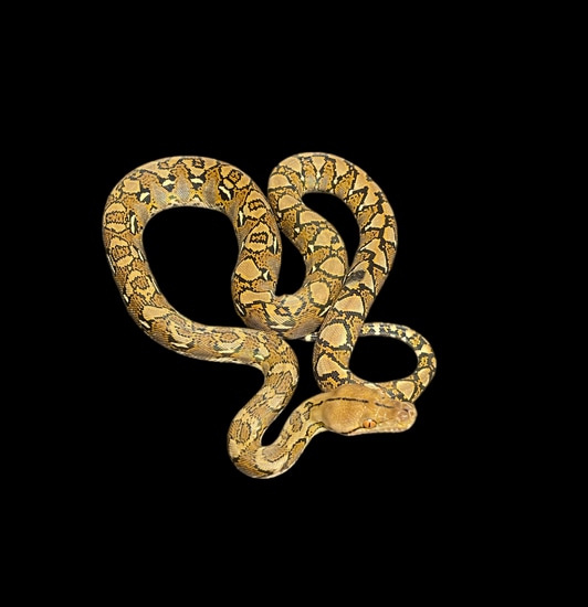 01JK-02 Double Het Purple Anthrax Reticulated Python by Smiling Jim’s ...