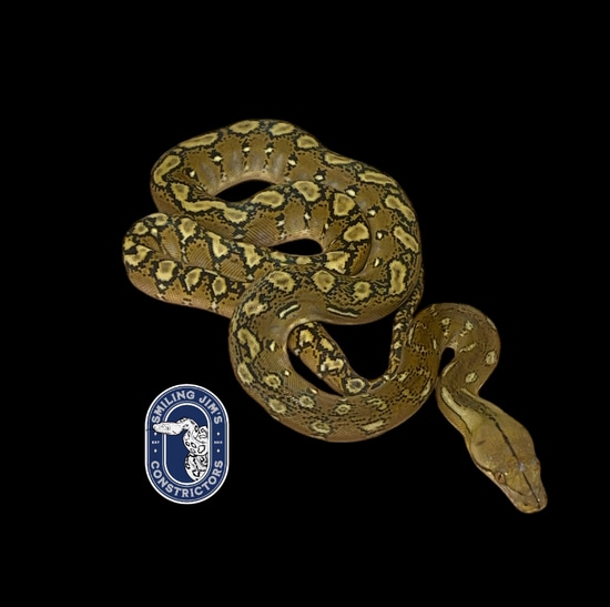 Phantom Het Purple Reticulated Python by Smiling Jim’s Constrictors