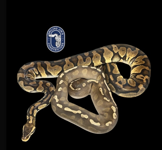 Breeding Pair Ball Python by Smiling Jim’s Constrictors