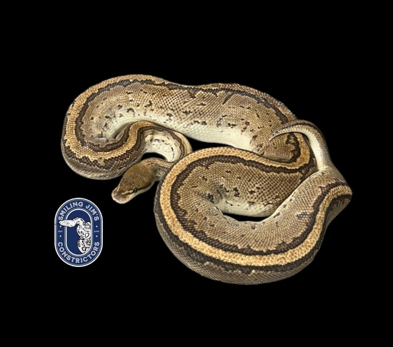 Bongo Pinstripe Ball Python by Smiling Jim’s Constrictors