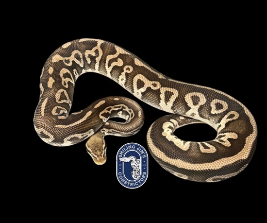Leopard Pastel Mojave Ball Python by Smiling Jim’s Constrictors