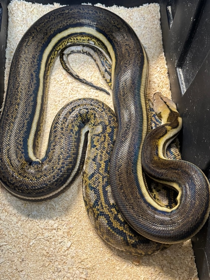 Tiger Anthrax *Read Description* Reticulated Python by Smiling Jim’s ...