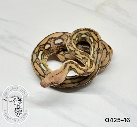 Tiger Het Albino Reticulated Python by Smiling Jim’s Constrictors