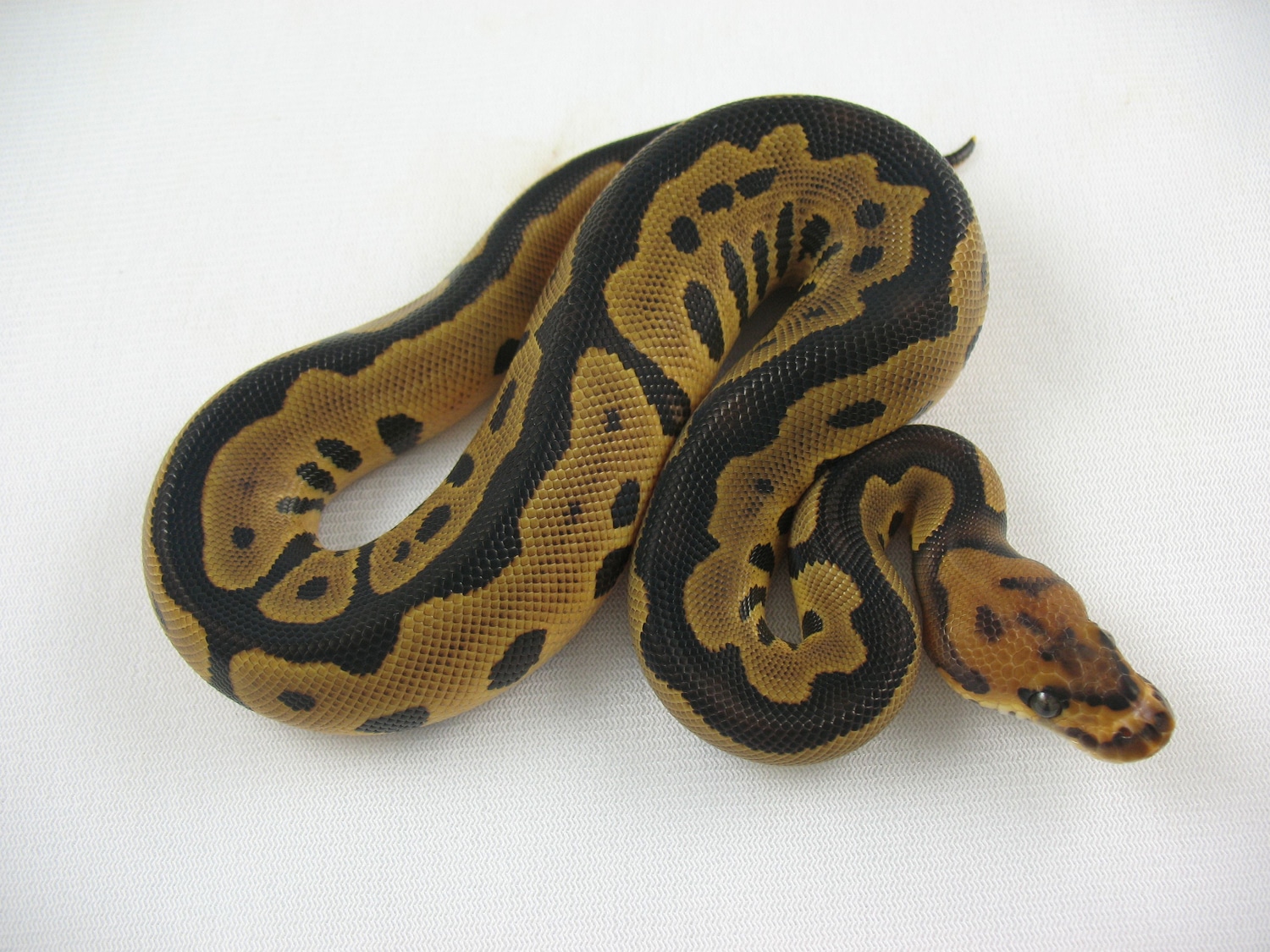 Leopard Clown Ball Python by Steve Winkler Reptiles LLC - MorphMarket