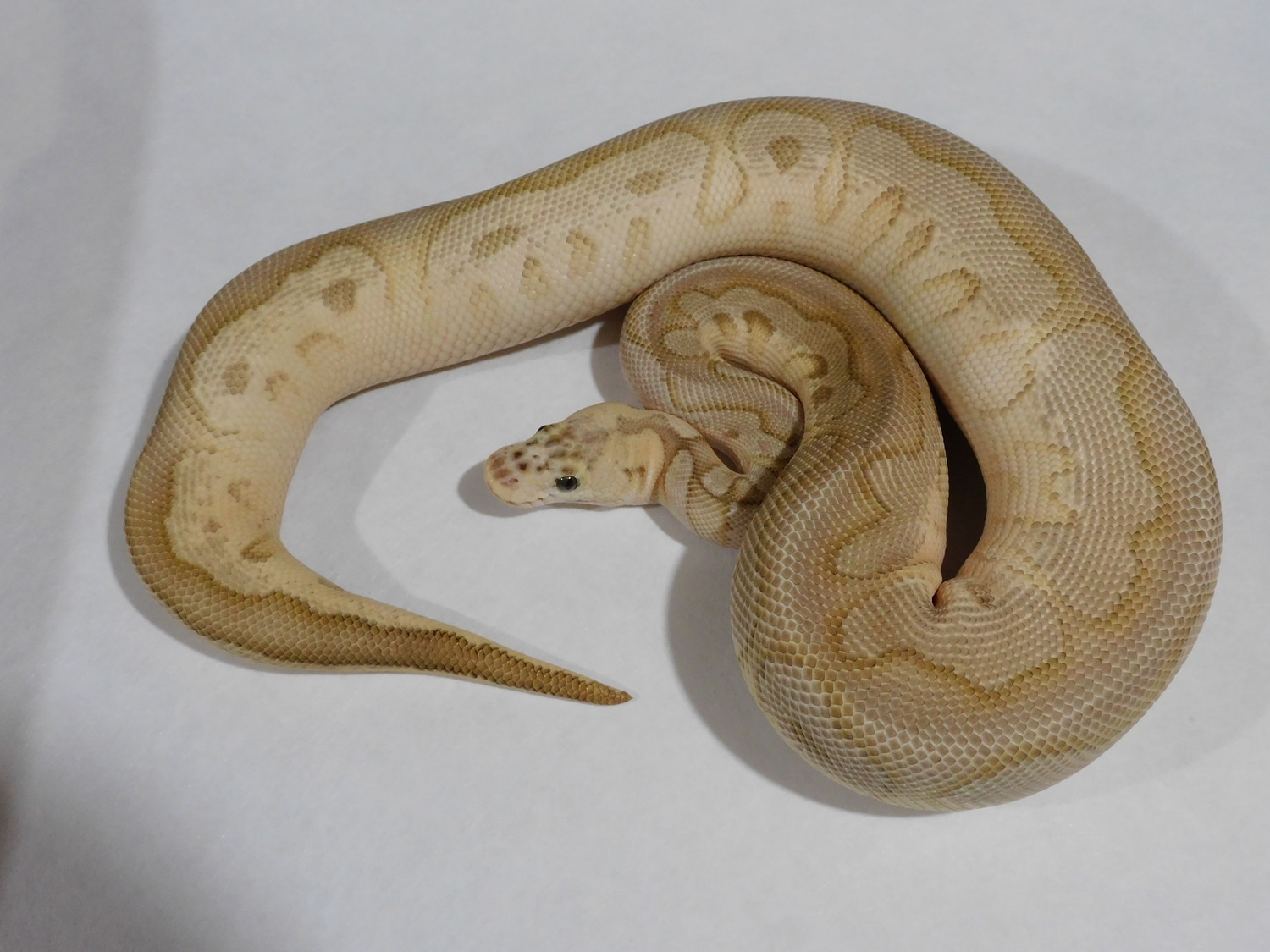 Pastel Lesser Clown Ball Python by Steve Winkler Reptiles LLC - MorphMarket