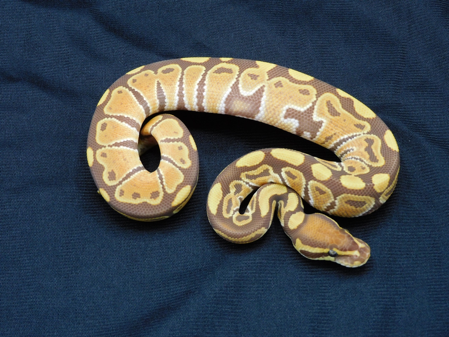 Ultramel 66% PH Pied Ball Python by Steve Winkler Reptiles LLC ...