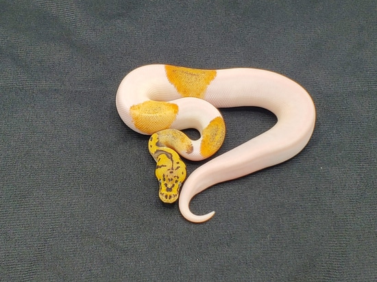 Blonde Pastel Clown Pied Ball Python by Steve Winkler Reptiles LLC