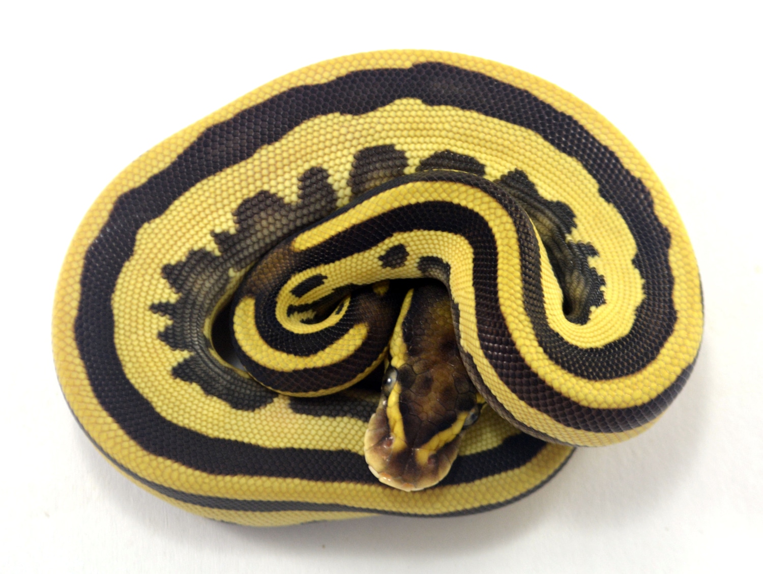 Orange Dream Leopard Lesser Ball Python by ReptileKreations - MorphMarket