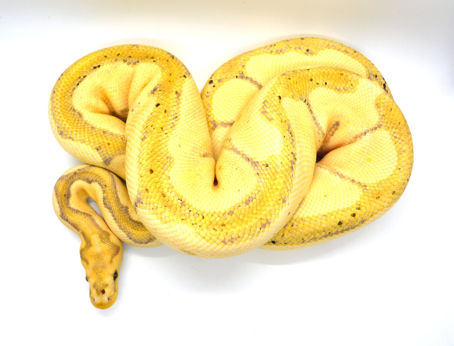 Banana Blade Clown Ball Python by ReptileKreations MorphMarket
