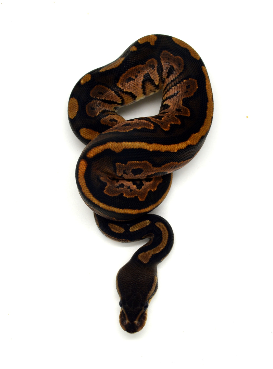 Cinnamon Dh Sunset Piebald Ball Python by ReptileKreations - MorphMarket