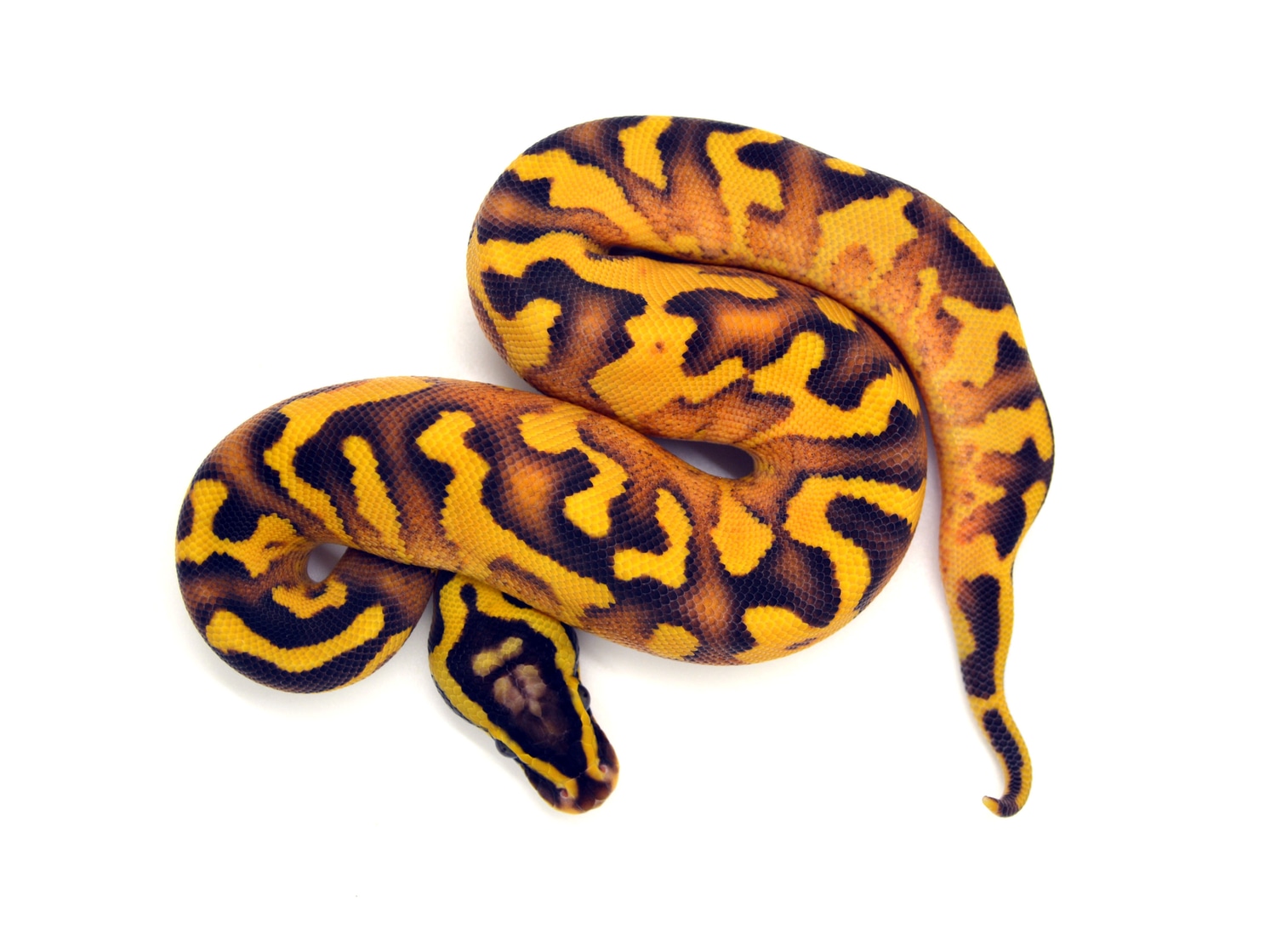 Freeway Pastel Enchi (RK) Ball Python by ReptileKreations MorphMarket