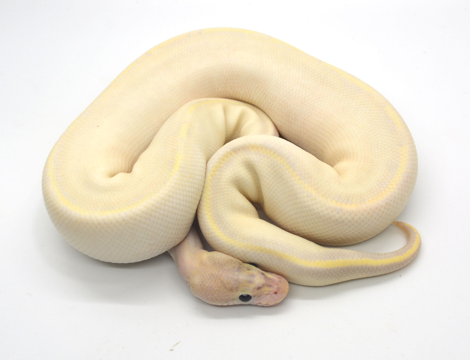 Ivory 50 Het Piebald Ball Python by ReptileKreations MorphMarket
