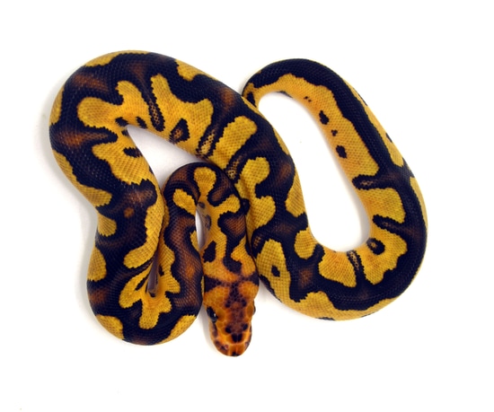 Fire YB Clown Ball Python by ReptileKreations