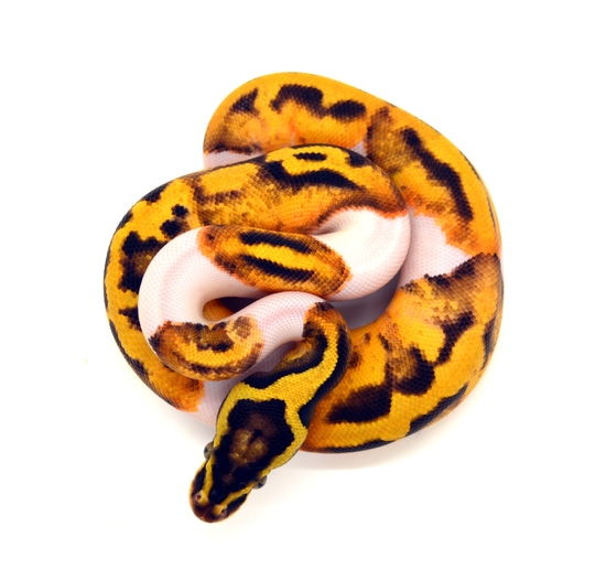 Orange Dream YB Pastel Piebald Ball Python by ReptileKreations
