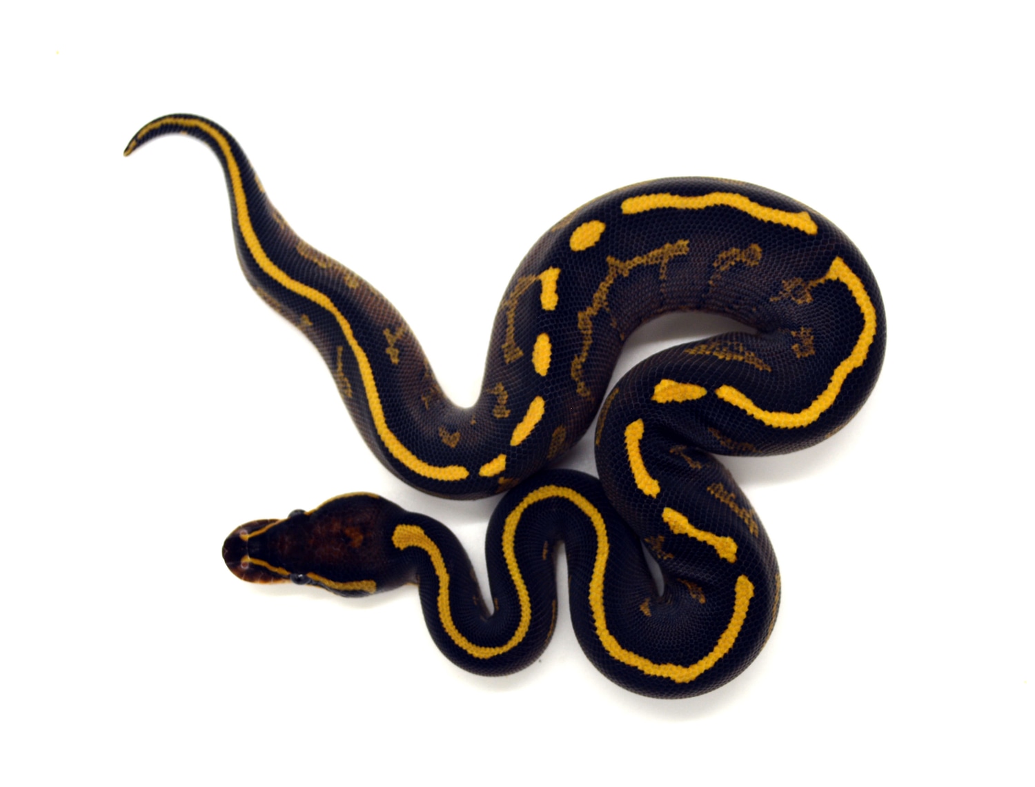 Freeway Granite Ball Python by ReptileKreations - MorphMarket