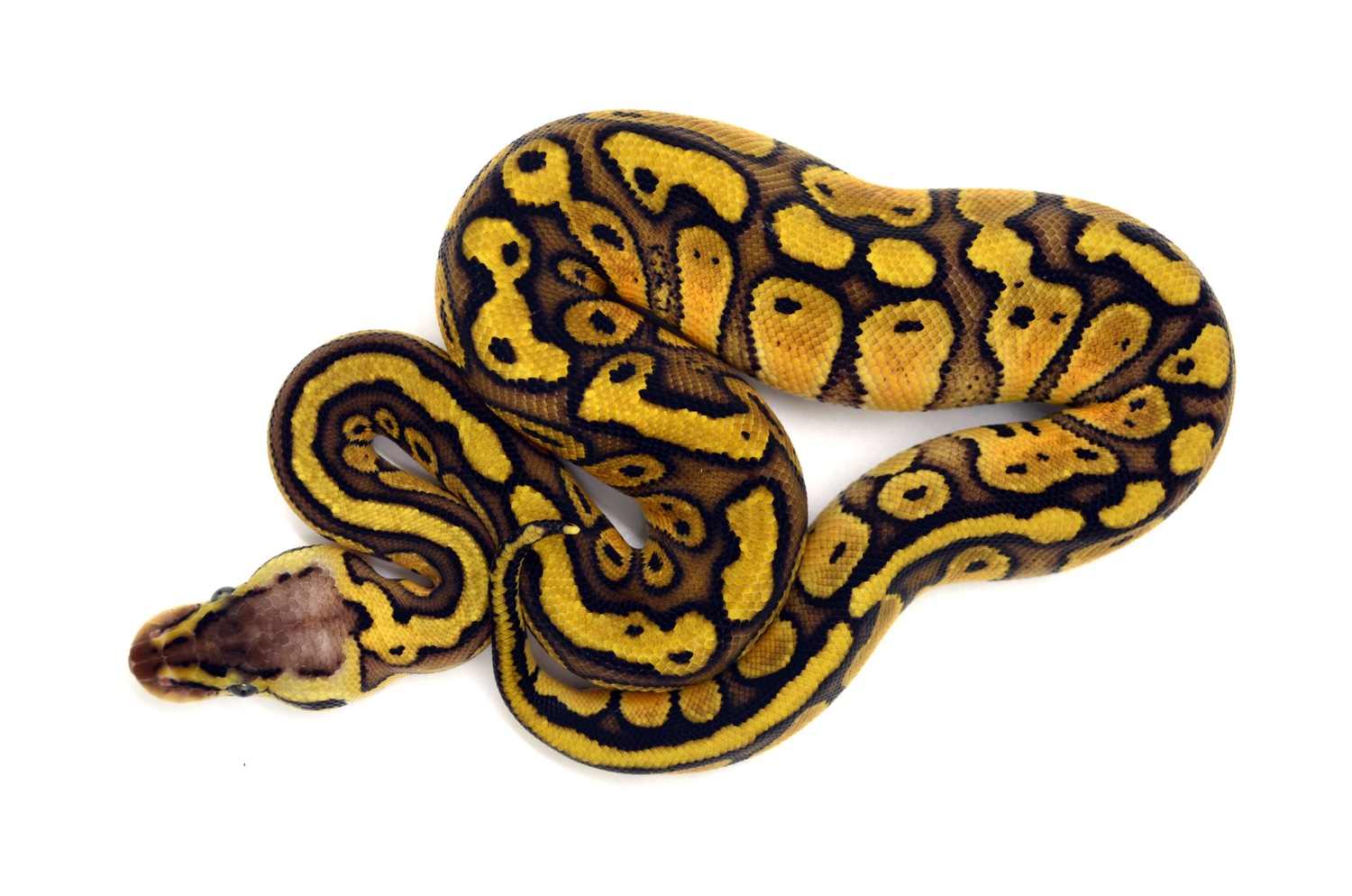 Redstripe Pastel Het Clown Ball Python by ReptileKreations - MorphMarket