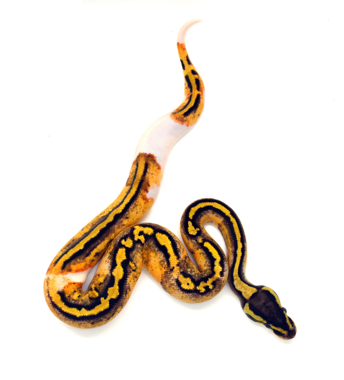 Pastel Piebald Ball Python by ReptileKreations MorphMarket