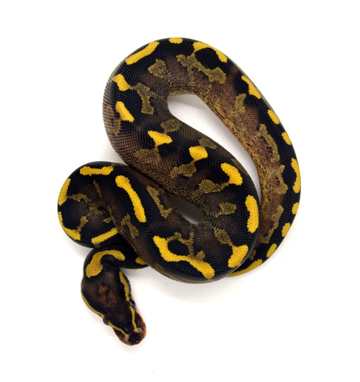 Double Freeway Ball Python Freeway Ball Python by ReptileKreations