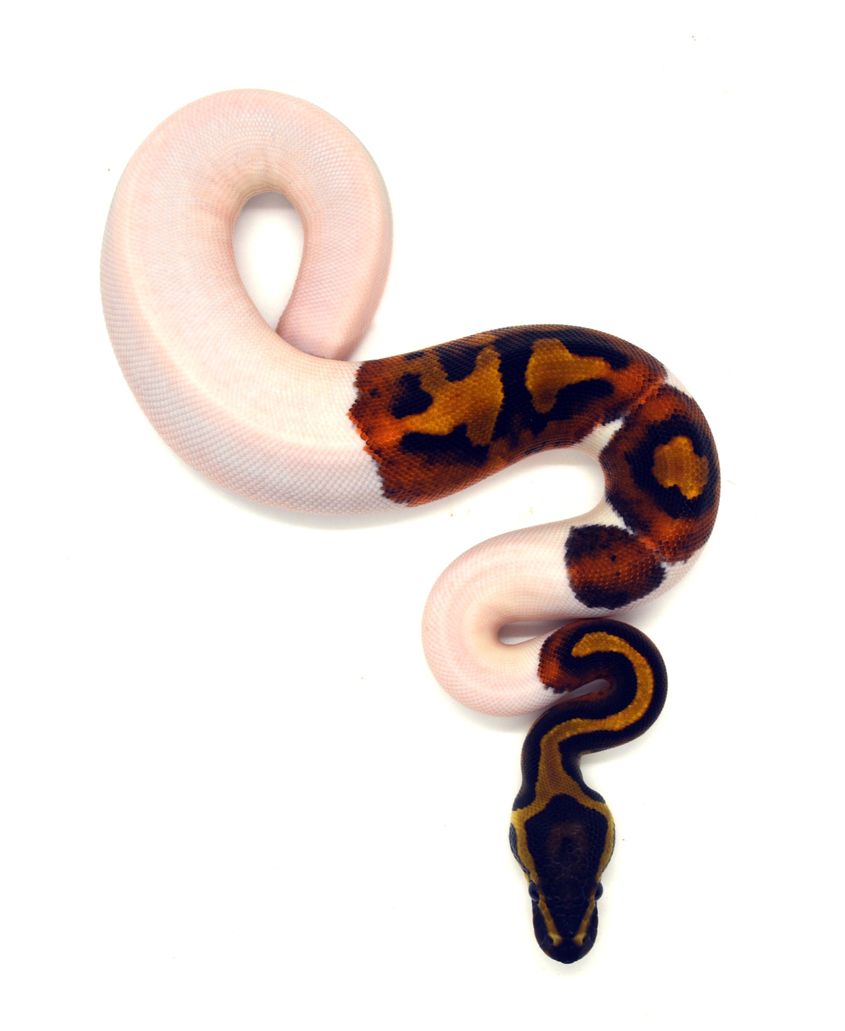 Piebald Het Lavender Albino Ball Python by ReptileKreations - MorphMarket