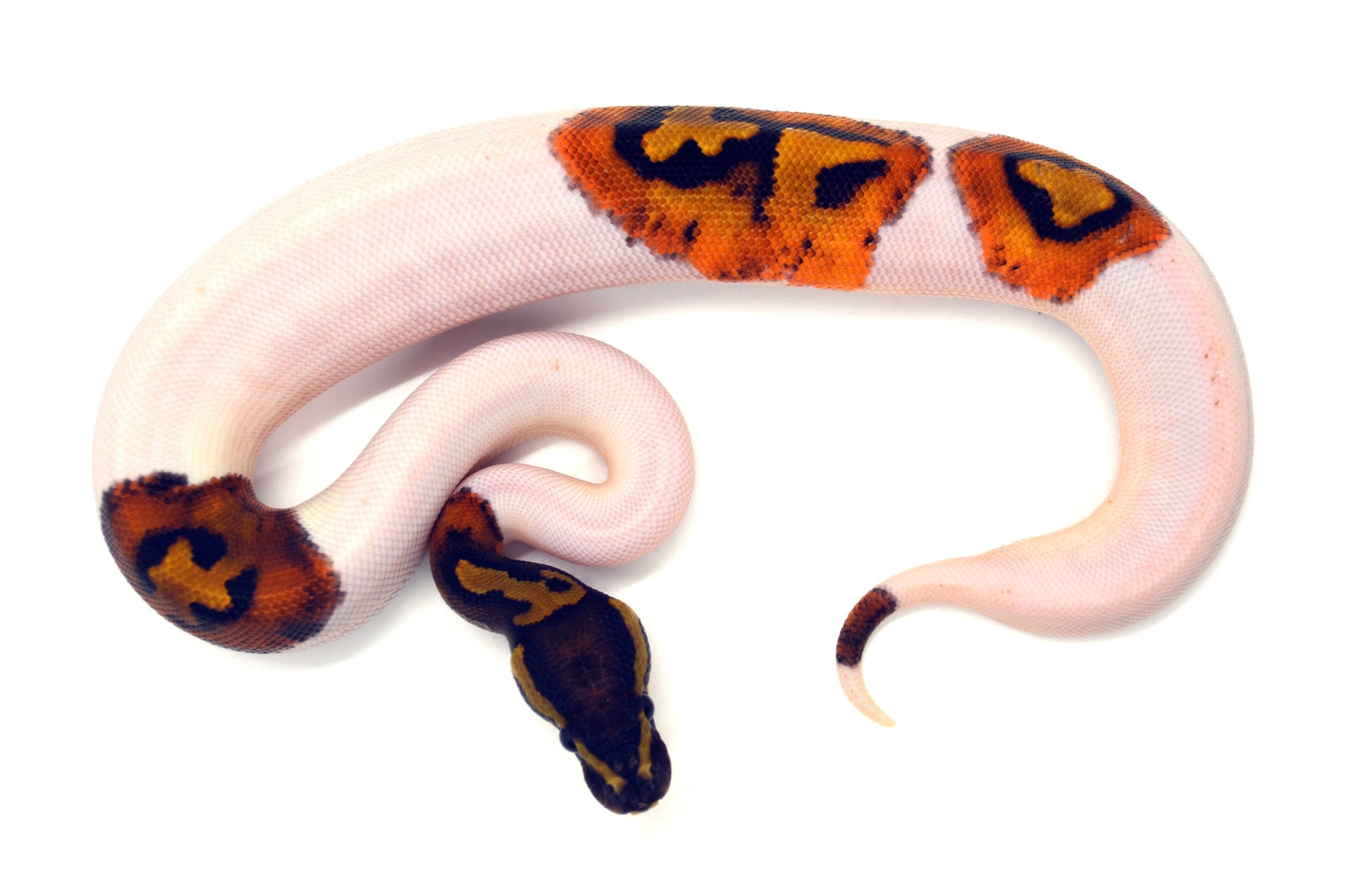 Piebald Het Lavender Albino Ball Python by ReptileKreations - MorphMarket