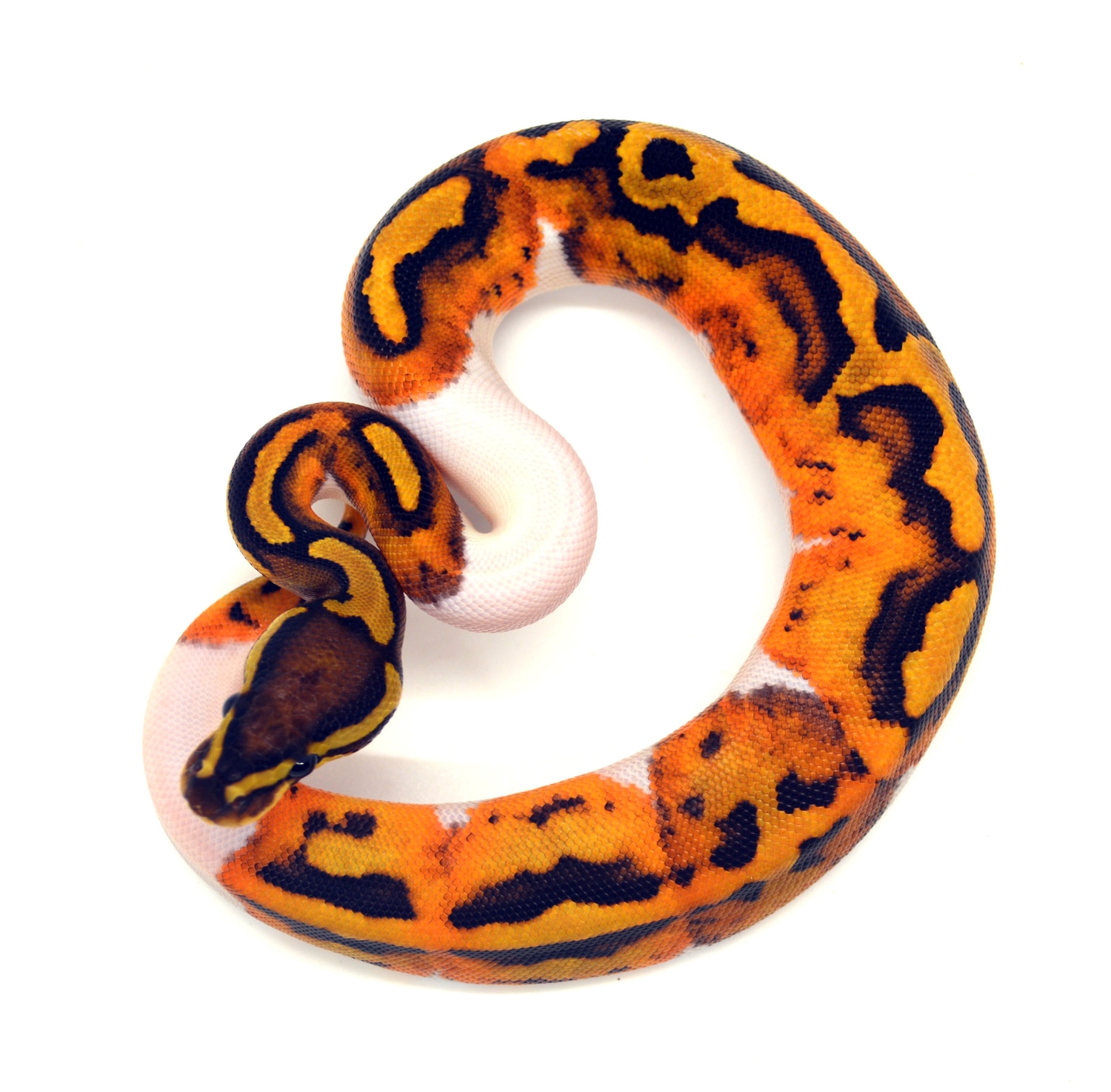 Piebald Het Lavender Albino Ball Python by ReptileKreations - MorphMarket