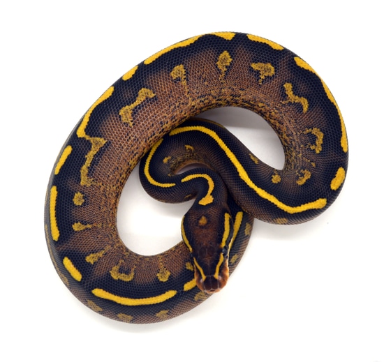 Double Freeway Ball Python Freeway Ball Python by ReptileKreations