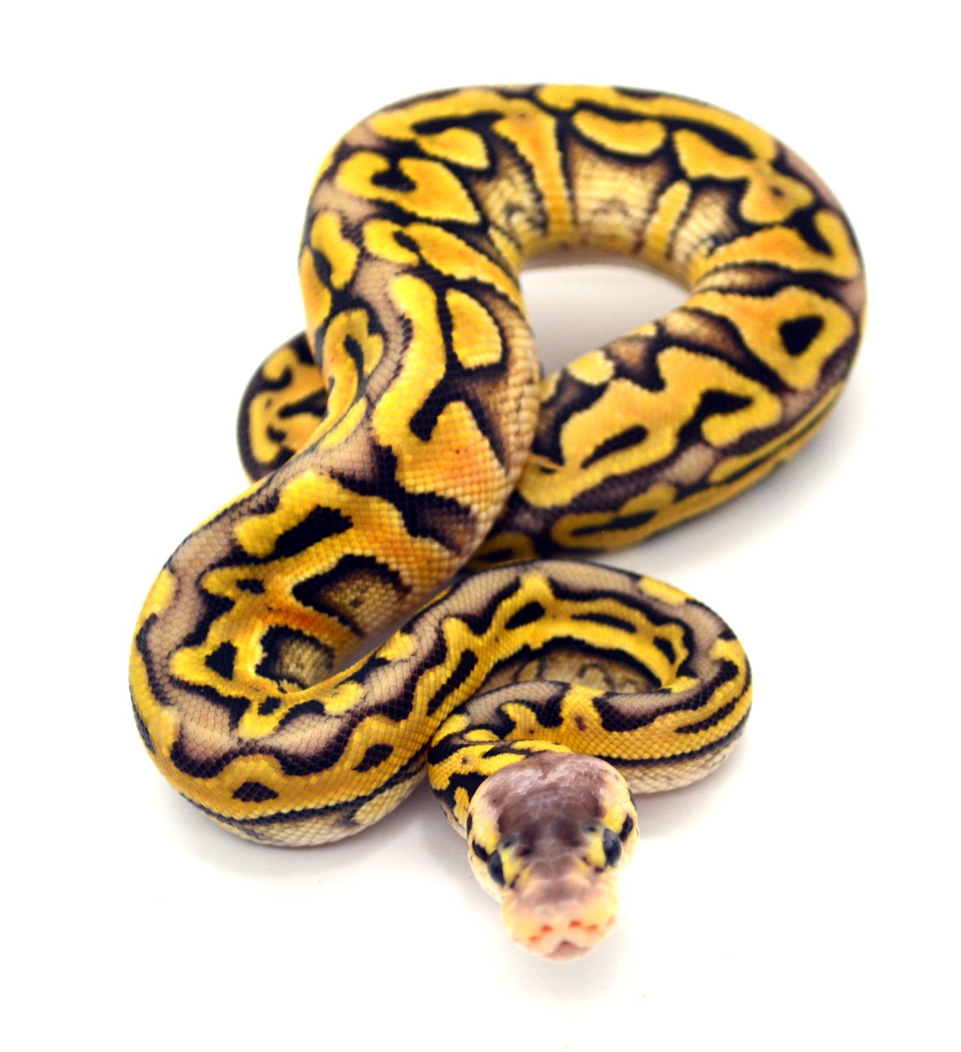 Super Pastel Puzzle Ball Python by ReptileKreations - MorphMarket