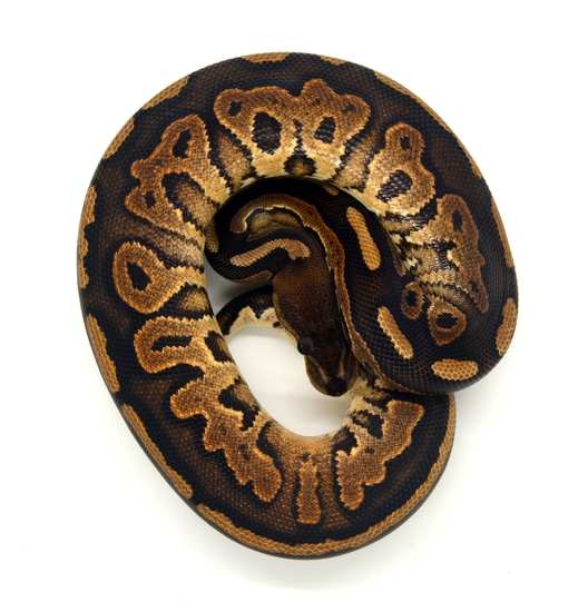 Cinnamon Dh Sunset Piebald Ball Python by ReptileKreations