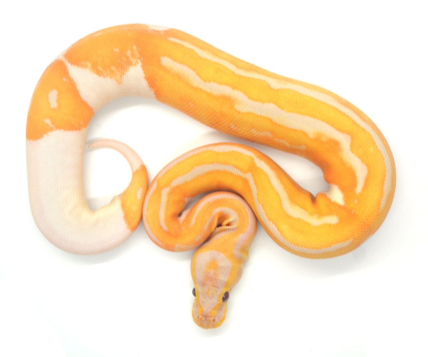 Dreamsicle Ball Python by ReptileKreations - MorphMarket