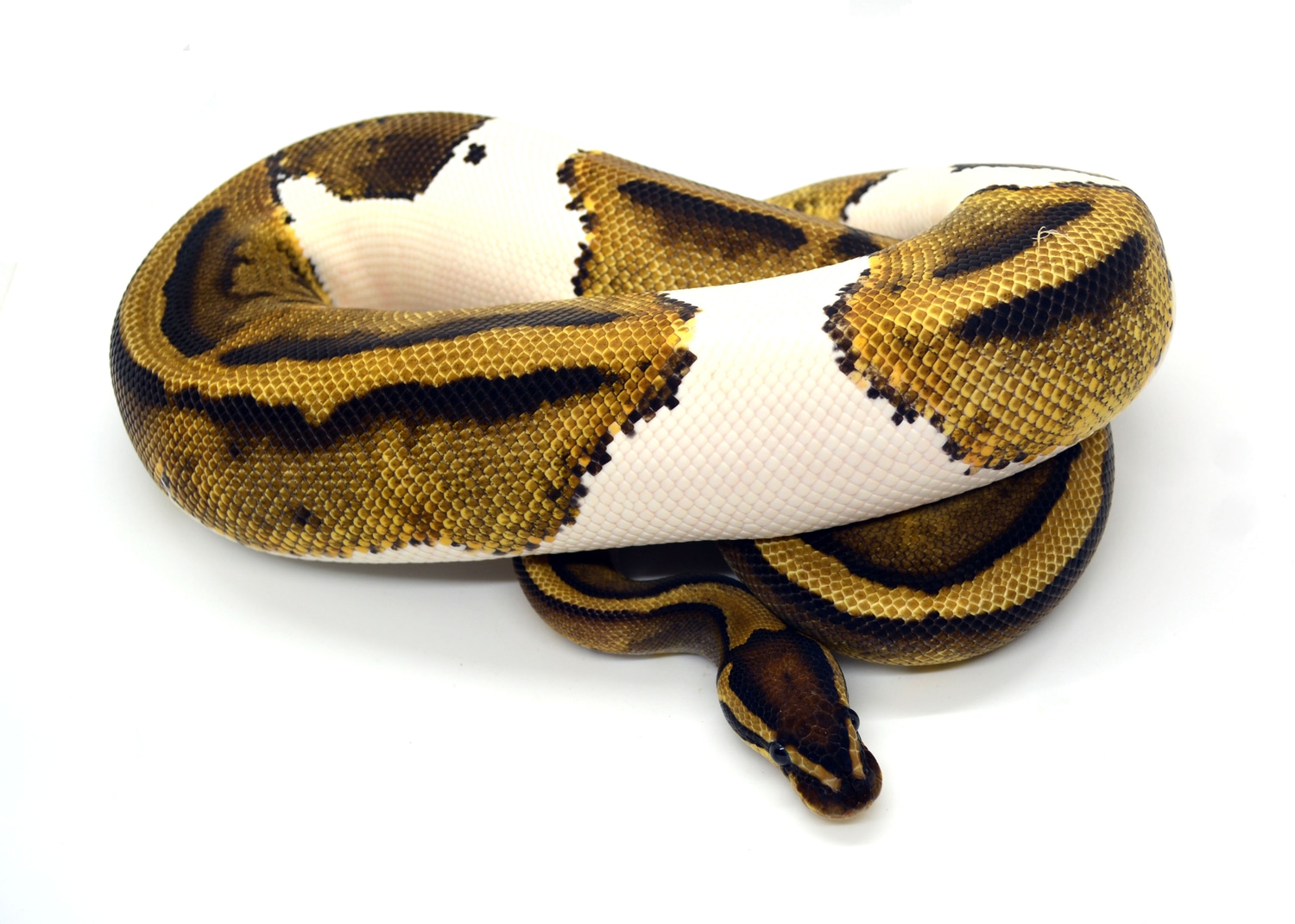 Piebald Het Lavender Albino Ball Python by ReptileKreations - MorphMarket