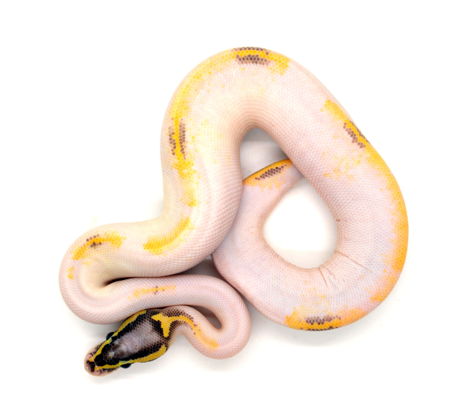 Highway Pastel Pied Ball Python by ReptileKreations - MorphMarket