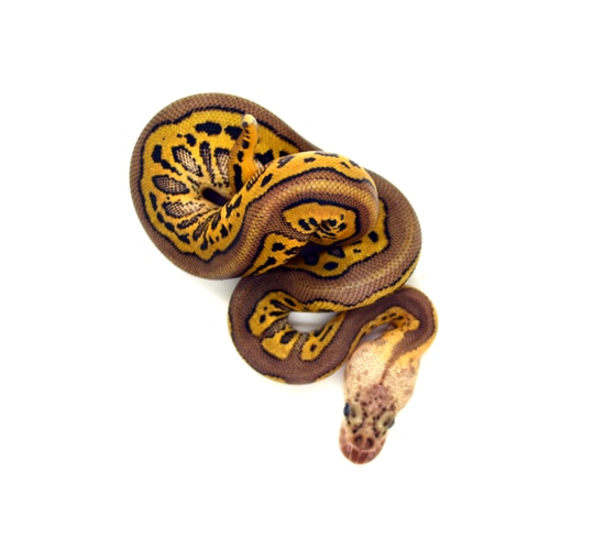 Redstripe Leo Pastel Clown Ball Python by ReptileKreations