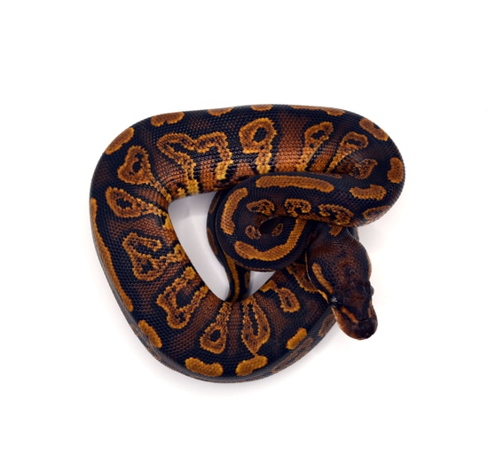 BH Redstripe YB Het Clown Ball Python by ReptileKreations