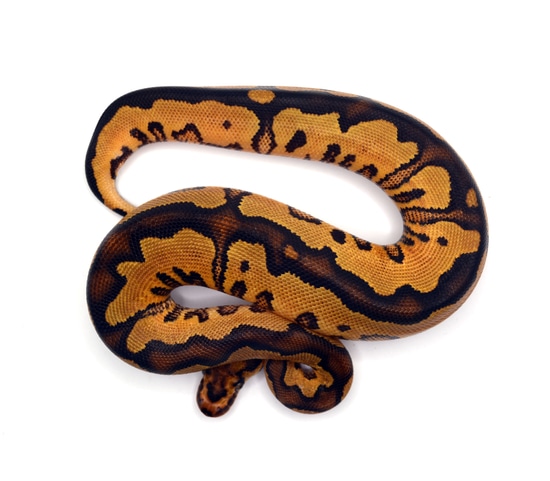 OD YB Clown Ball Python by ReptileKreations