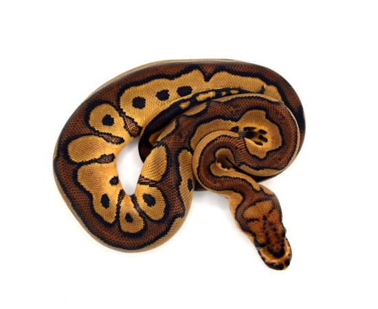 Redstripe Clown Ball Python by ReptileKreations