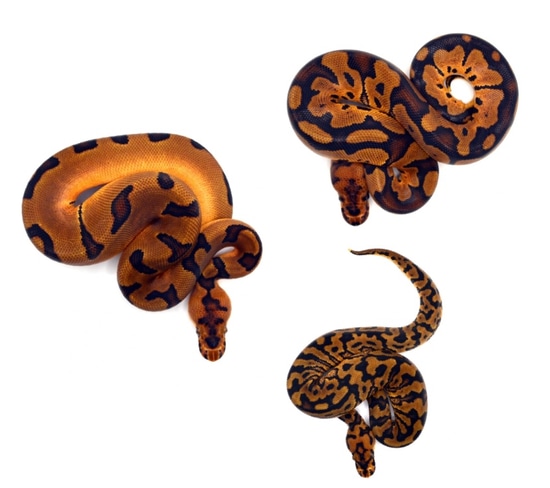 1.2 Enchi/Redstripe Spotnose Clown Ball Python by ReptileKreations